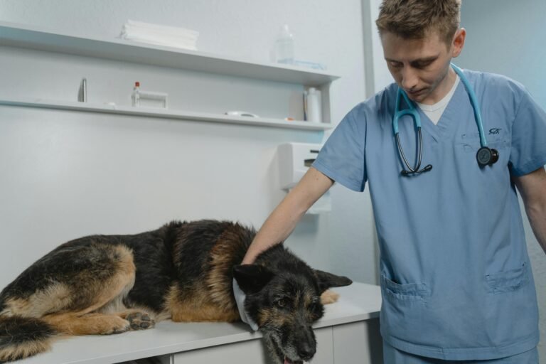 How To Do Local Seo For Animal Hospitals: A Practical Guide