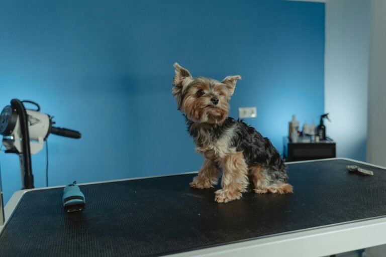 How To Do Local Seo For Dog Groomers: A Practical Guide