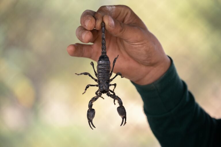 How To Do Local Seo For Pest Control Companies: A Practical Guide
