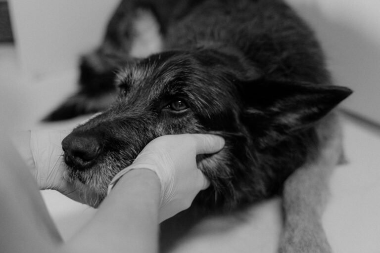 How To Do Local Seo For Veterinary Clinics: A Practical Guide